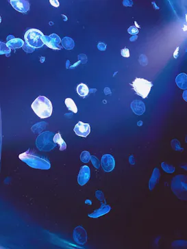 すみだ水族館に投稿された画像（2020/8/9）