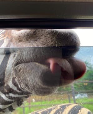 東北サファリパークに投稿された画像（2020/8/9）