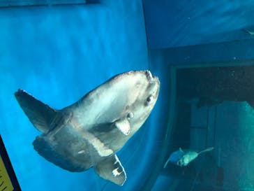 アクアワールド茨城県大洗水族館に投稿された画像（2020/8/9）