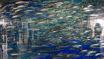 アクアワールド茨城県大洗水族館に投稿された画像（2020/8/9）