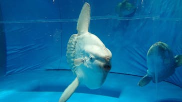 アクアワールド茨城県大洗水族館に投稿された画像（2020/8/9）