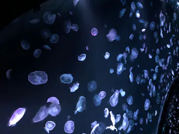 すみだ水族館に投稿された画像（2020/8/9）