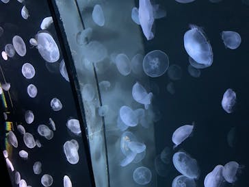 サンシャイン水族館に投稿された画像（2020/8/9）