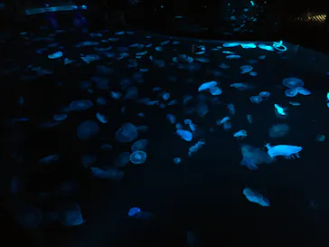 すみだ水族館に投稿された画像（2020/8/9）