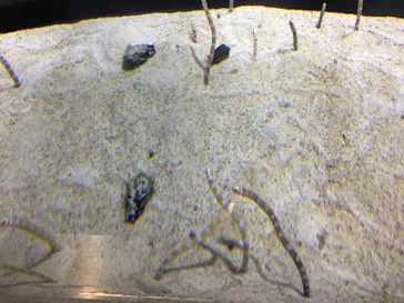 すみだ水族館に投稿された画像（2020/8/9）