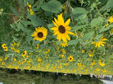 成田ゆめ牧場に投稿された画像（2020/8/9）