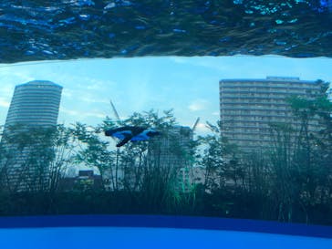 サンシャイン水族館に投稿された画像（2020/8/9）
