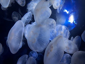 サンシャイン水族館に投稿された画像（2020/8/9）