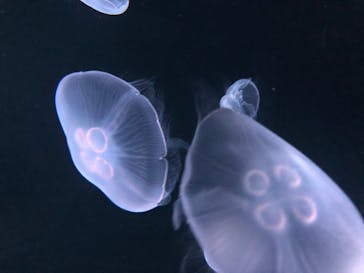 サンシャイン水族館に投稿された画像（2020/8/9）