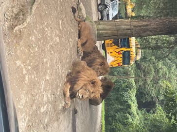 群馬サファリパークに投稿された画像（2020/8/9）