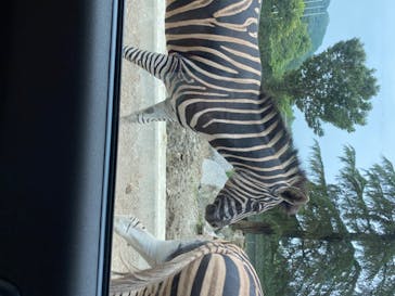 群馬サファリパークに投稿された画像（2020/8/9）