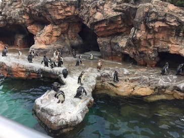 アクアワールド茨城県大洗水族館に投稿された画像（2020/8/10）