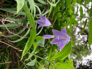 サンメドウズ清里に投稿された画像（2020/8/10）