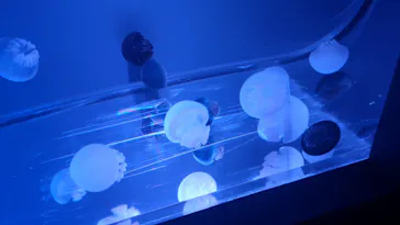 すみだ水族館に投稿された画像（2020/8/10）