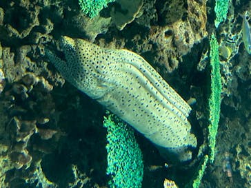 アクアワールド茨城県大洗水族館に投稿された画像（2020/8/10）