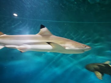 アクアワールド茨城県大洗水族館に投稿された画像（2020/8/10）