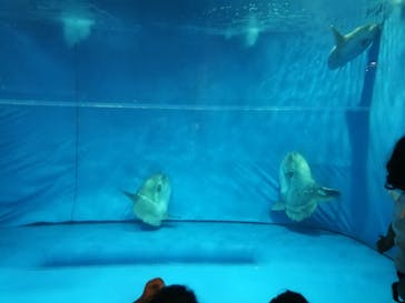 アクアワールド茨城県大洗水族館に投稿された画像（2020/8/10）
