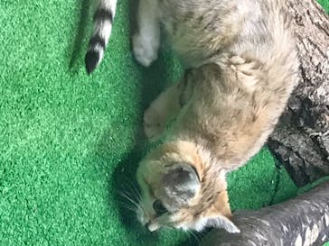 那須どうぶつ王国に投稿された画像（2020/8/10）