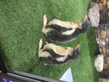 那須どうぶつ王国に投稿された画像（2020/8/10）