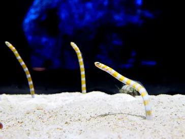 すみだ水族館に投稿された画像（2020/8/10）