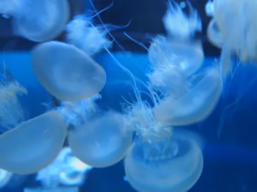 すみだ水族館に投稿された画像（2020/8/10）