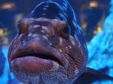 すみだ水族館に投稿された画像（2020/8/10）