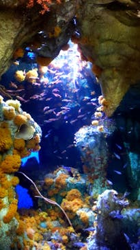 サンシャイン水族館に投稿された画像（2020/8/10）