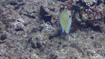 ダイビングショップ Sea Free（シーフリー）に投稿された画像（2020/8/10）