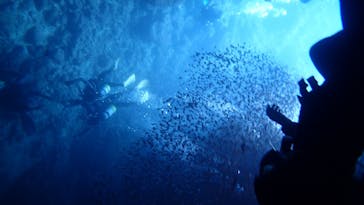 ダイビングショップ Sea Free（シーフリー）に投稿された画像（2020/8/10）