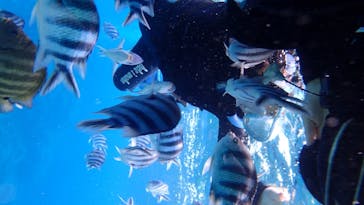 ダイビングショップ Sea Free（シーフリー）に投稿された画像（2020/8/10）