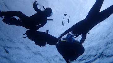 ダイビングショップ Sea Free（シーフリー）に投稿された画像（2020/8/10）