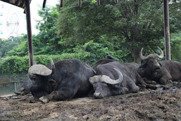 群馬サファリパークに投稿された画像（2020/8/10）