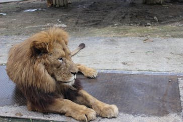 群馬サファリパークに投稿された画像（2020/8/10）