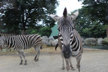 群馬サファリパークに投稿された画像（2020/8/10）