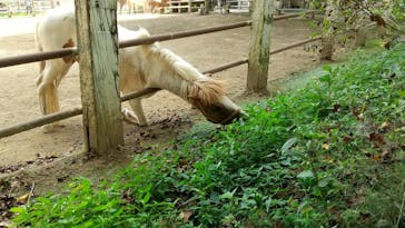 成田ゆめ牧場に投稿された画像（2020/8/10）