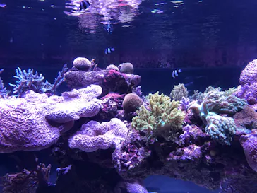 すみだ水族館に投稿された画像（2020/8/10）