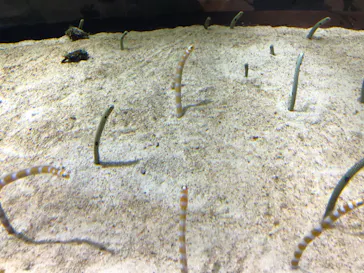 すみだ水族館に投稿された画像（2020/8/10）