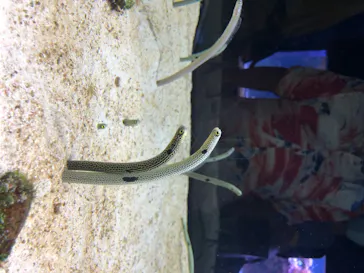 すみだ水族館に投稿された画像（2020/8/10）