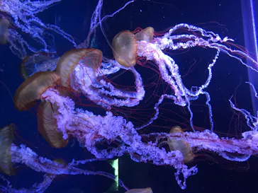 すみだ水族館に投稿された画像（2020/8/10）