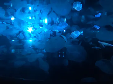 すみだ水族館に投稿された画像（2020/8/10）