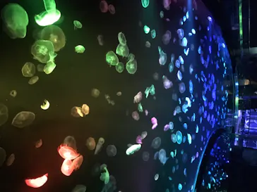 すみだ水族館に投稿された画像（2020/8/10）