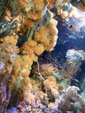 サンシャイン水族館に投稿された画像（2020/8/10）