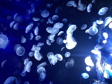 サンシャイン水族館に投稿された画像（2020/8/10）