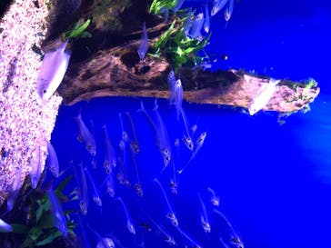 サンシャイン水族館に投稿された画像（2020/8/10）