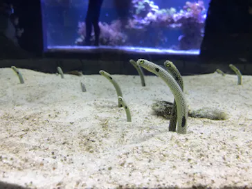 すみだ水族館に投稿された画像（2020/8/10）