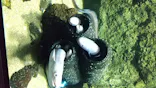 仙台うみの杜水族館に投稿された画像（2020/8/10）