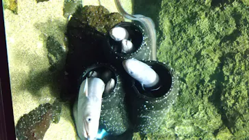 仙台うみの杜水族館に投稿された画像（2020/8/10）