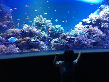 サンシャイン水族館に投稿された画像（2020/8/10）