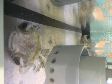 アクアワールド茨城県大洗水族館に投稿された画像（2020/8/10）