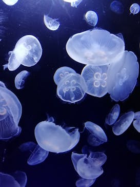 サンシャイン水族館に投稿された画像（2020/8/10）